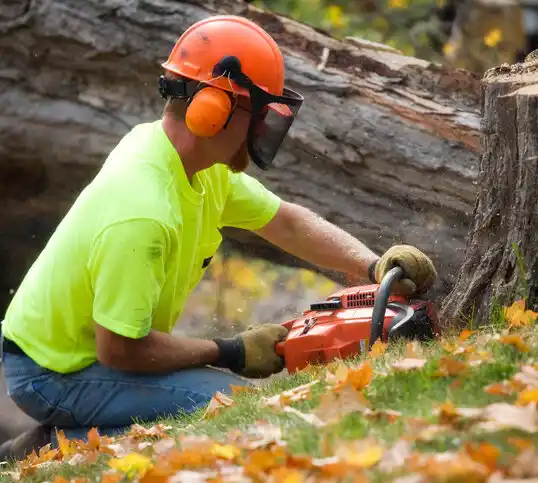 tree services Struthers